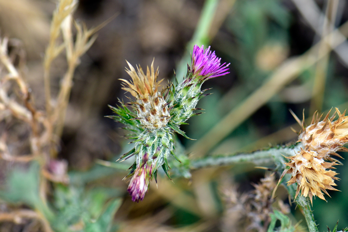 Italian Plumeless-Thistle has pretty flowers for such an invasive species. Flowers are pink or purple with cylindrical heads that are either solitary or in clusters of 1 to 5 or more. Note upright spines on bracts surrounding the floral head. Carduus pycnocephalus
